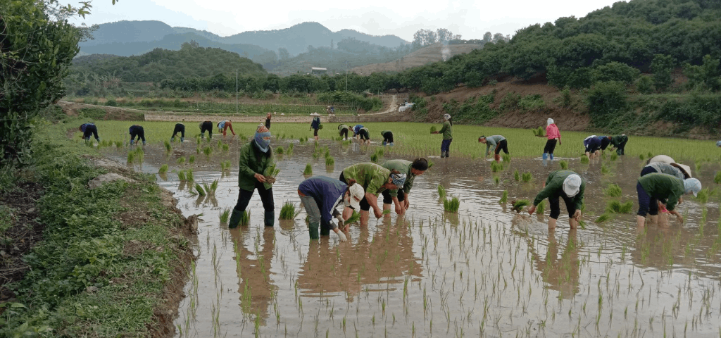 Hội viên phụ nữ thôn Bắc Hoa, xã Tân Sơn, huyện Lục Ngạn chung tay cấy lúa giúp gia đình hội viên có hoàn cảnh khó khăn